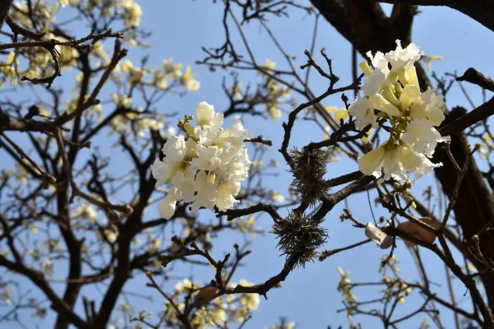 REFUGIO. En algunos lapachos residen plantas como claveles del aire.