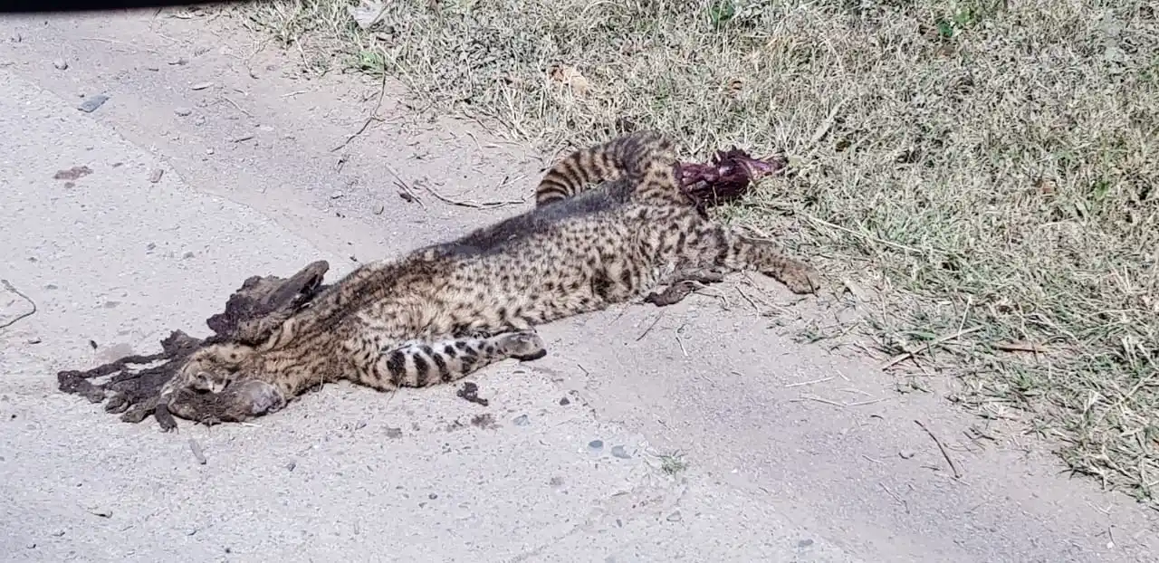 IMAGEN ENVIADA POR NICOLÁS RIBO