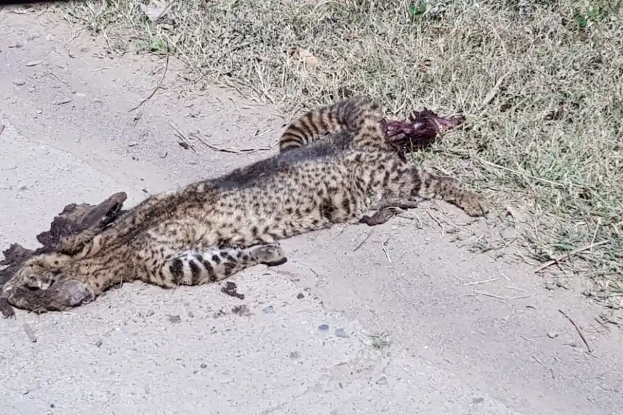 IMAGEN ENVIADA POR NICOLÁS RIBO