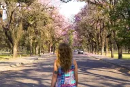 Video: disfrutá del encanto de los lapachos florecidos en Tucumán