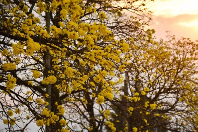 Mucho sol y el cielo despejado, anuncia el pronóstico para hoy
