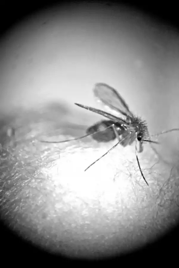 PICADURA FATÍDICA. Si la hembra de Nyssomyia neivai está infectada, transmite el parásito a humanos. foto gentileza gabriela quintana