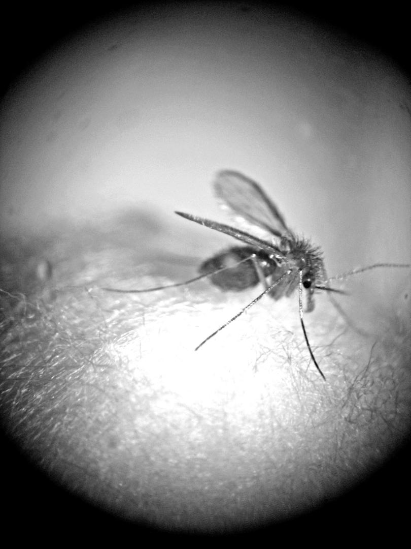 PICADURA FATÍDICA. Si la hembra de Nyssomyia neivai está infectada, transmite el parásito a humanos. foto gentileza gabriela quintana