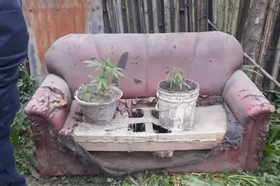 Fueron a buscar armas y encontraron seis plantas de marihuana
