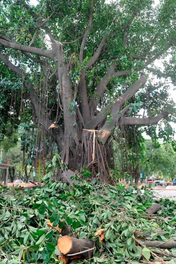 ANTES. No es la primera vez que intentan podar el árbol; la última denuncia registrada es de 2016.
