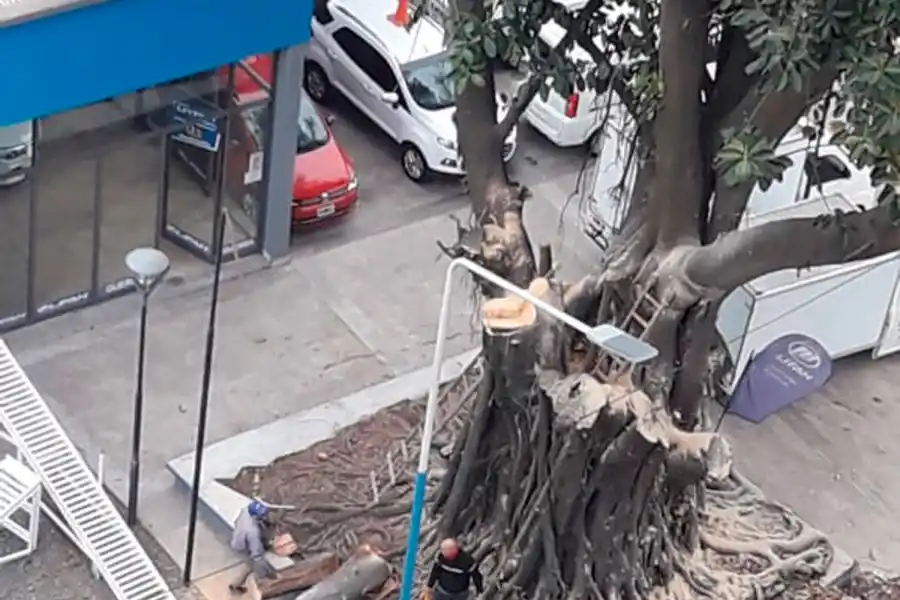 PODA. El centenario ejemplar está ubicado en Mate de Luna al 1500.