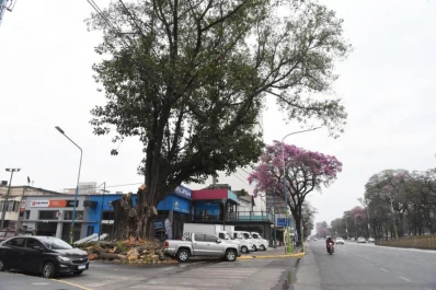 Qué hacemos con los árboles añosos en la ciudad