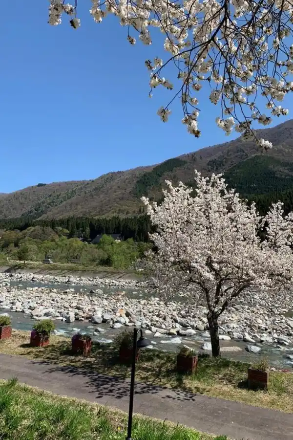 Rugby: 25 tips para viajar al Mundial de Japón