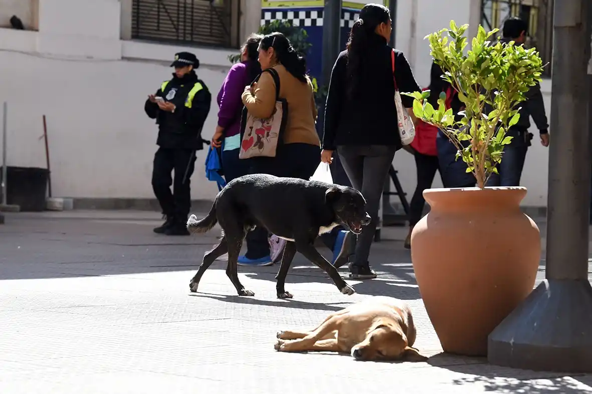 OSO. Los transeúntes, a veces, reaccionan mal por haber sido atacados y quieren golpearlos.