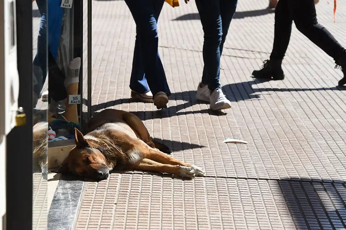 FLORENCIA. Cerca de la vidriera es otro sitio preferido para descansar.