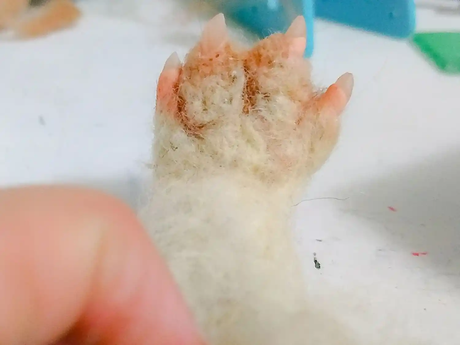 Yesul Yuilhan, la tucumana que hace peluches de tus mascotas