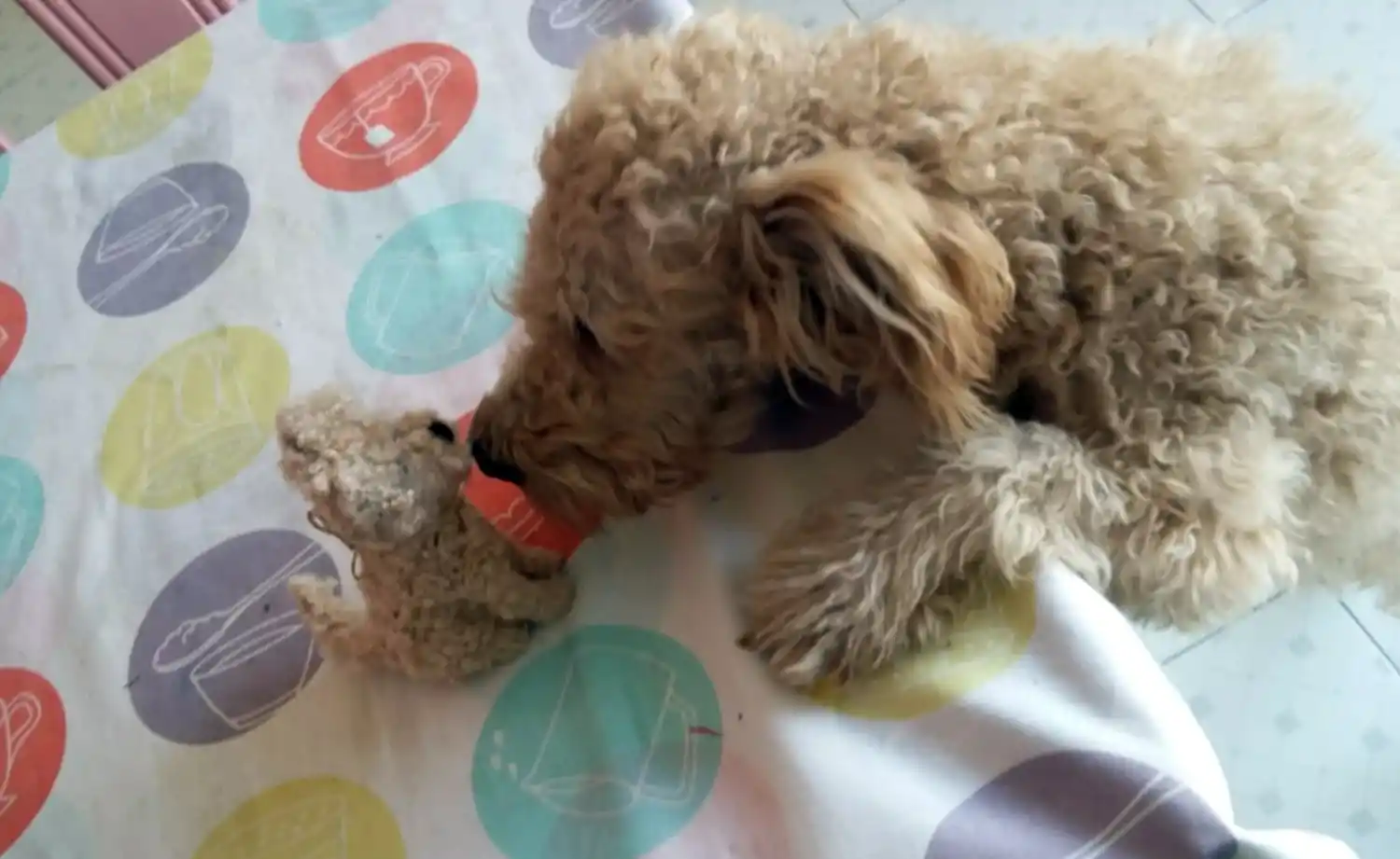 Yesul Yuilhan, la tucumana que hace peluches de tus mascotas