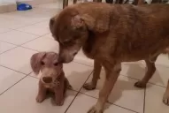 Yesul Yuilhan, la tucumana que hace peluches de tus mascotas