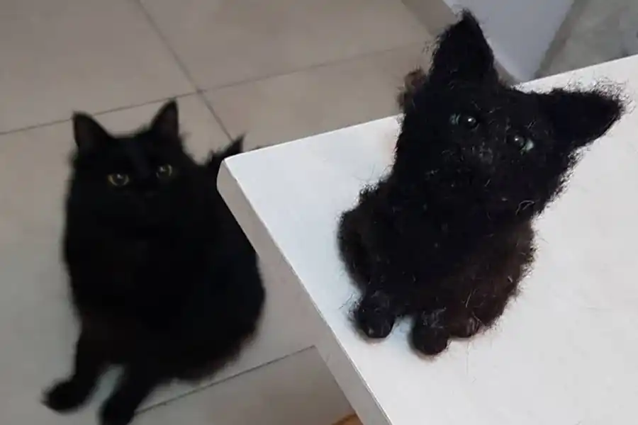 Yesul Yuilhan, la tucumana que hace peluches de tus mascotas