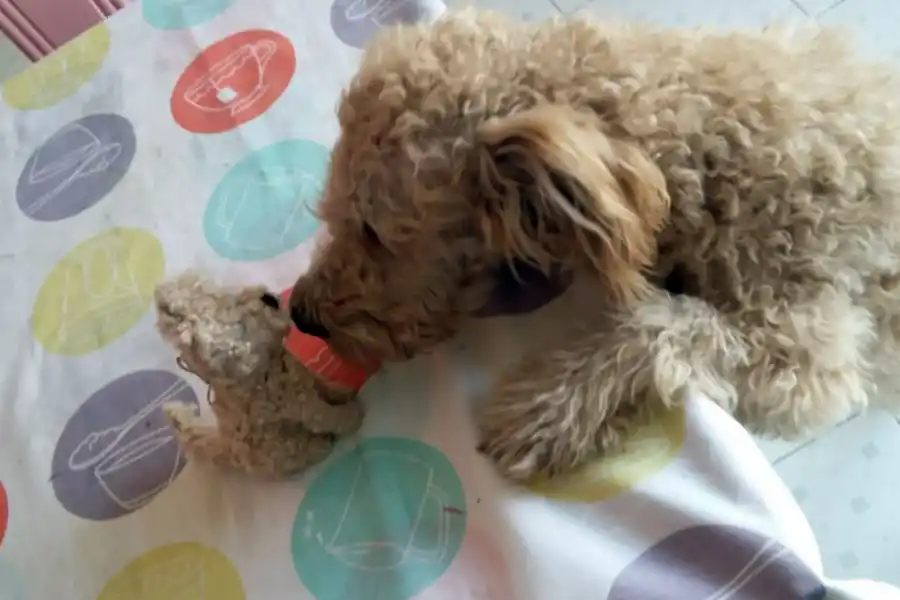 Yesul Yuilhan, la tucumana que hace peluches de tus mascotas