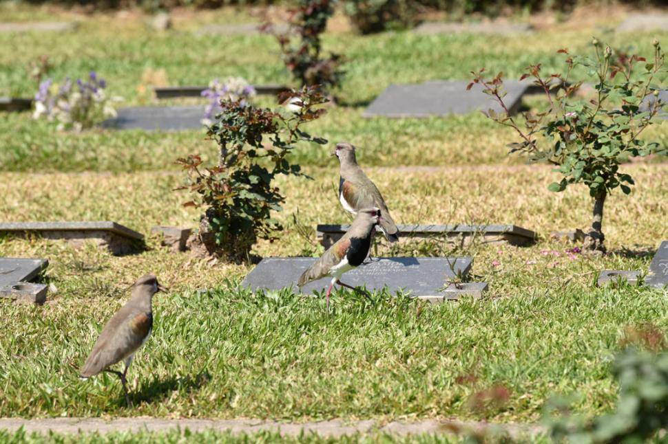 Los cementerios parque: paraísos verdes para las aves