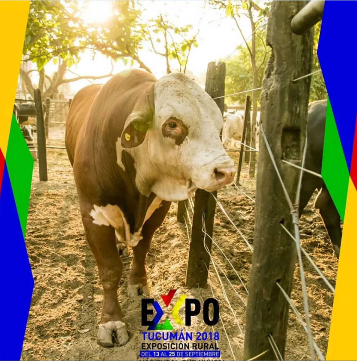 Expo Tucumán 2019: caballos, bovinos, ovinos, gallinas y más