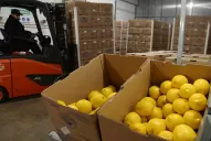 Tras la llegada del limón tucumano a la India, el próximo objetivo es el mercado chino