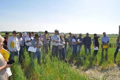 La Experimental Obispo Colombres mostró sus ensayos con variedades de trigo