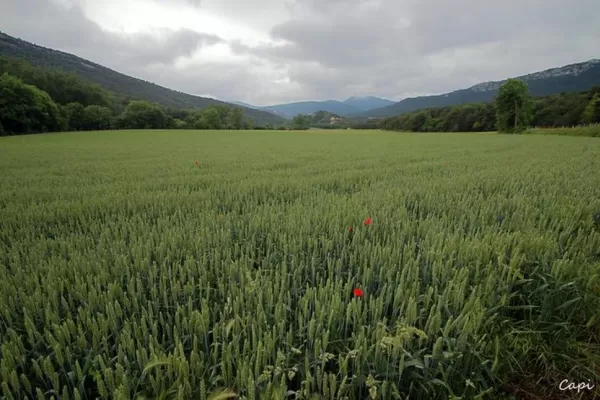 El desafío es proteger el suelo en invierno