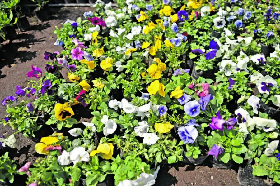  LA GACETA / FOTOS DE INéS QUINTEROS ORIO 