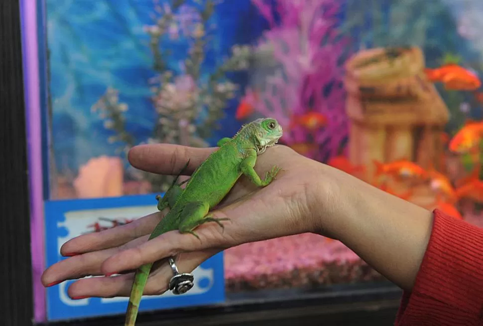  IGUANAS. Muchas personas eligen raras mascotas, que llamen la atención.