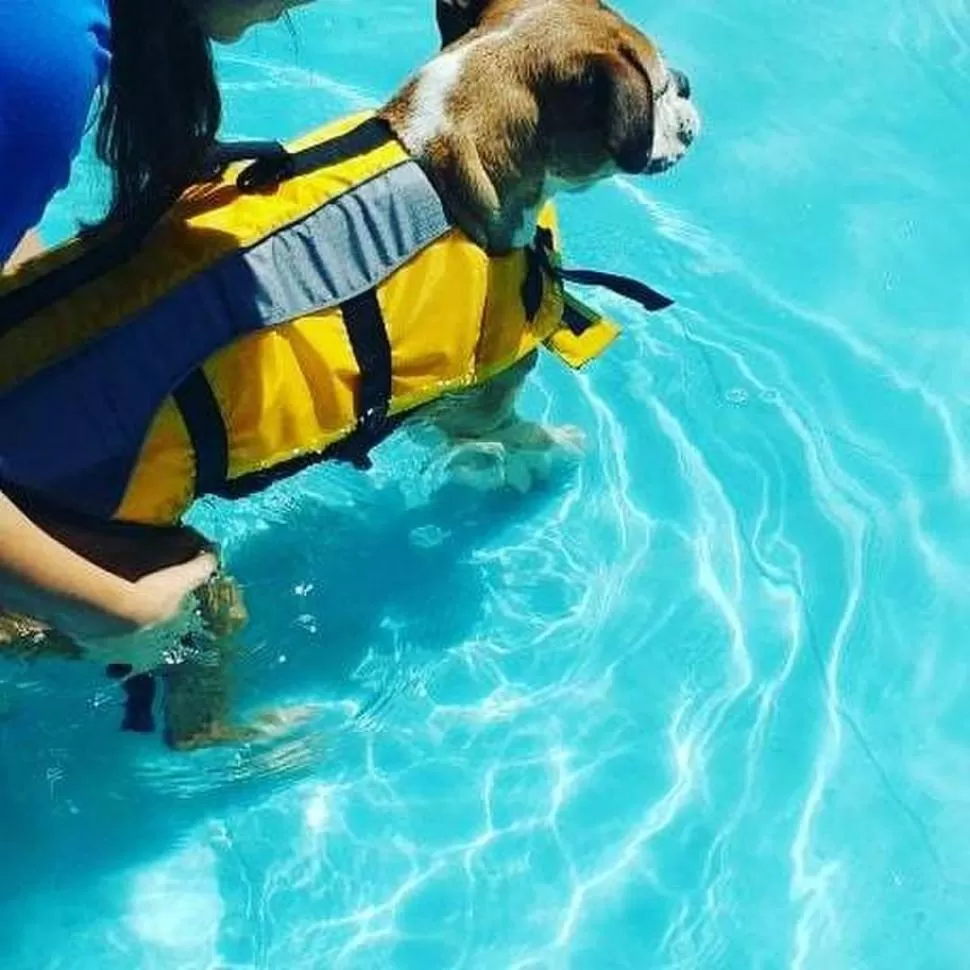 EJERCICIOS. Las profesionales usan la pileta y aparatos especiales para hacerles fisioterapia a los animales.