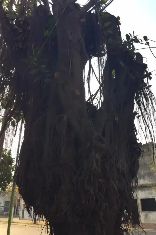 Pasaron las elecciones, ganó el intendente, y la promesa quedó incumplida