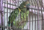 Sacaban a un loro a la puerta de su casa para avisar que tenían stock de drogas