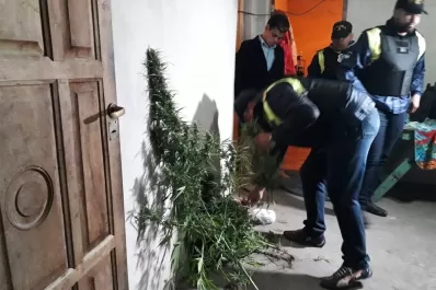 Secuestran plantas de marihuana tras 16 allanamientos en Aguilares