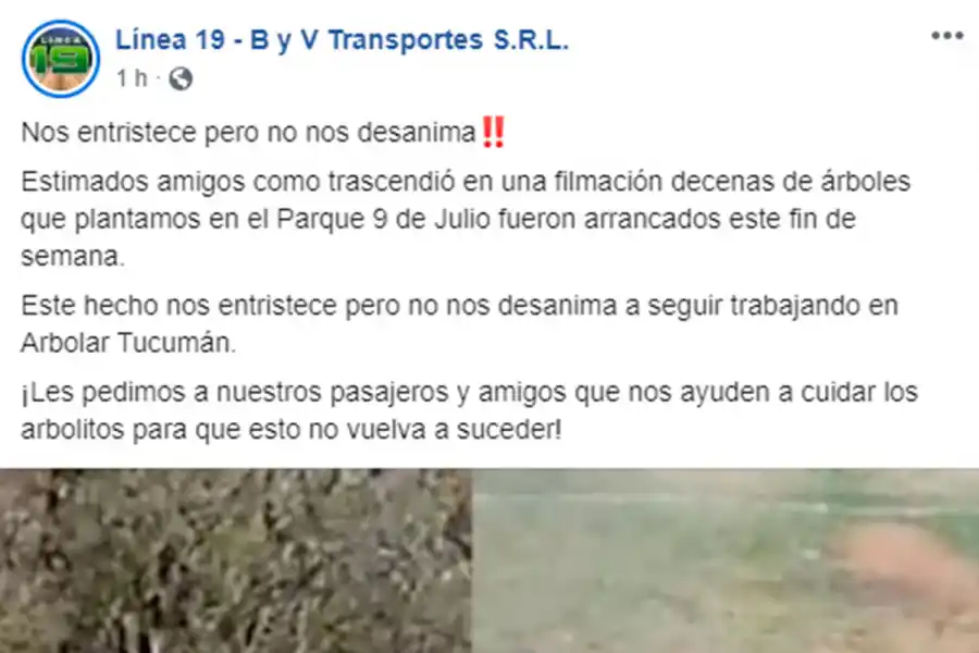 Desconocidos arrancaron más de 50 árboles recién plantados en el parque 9 de Julio