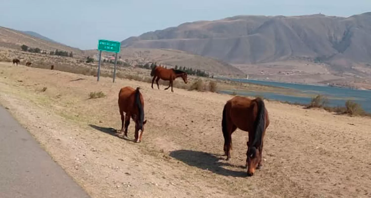 Los caballos sueltos en el acceso de Tafí de Valle convierten a la ruta en extremadamente peligrosa