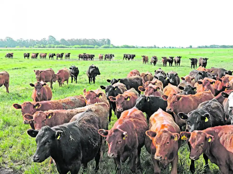 IMPORTANTE. La regional CREA del NOA dedicará varias conferencia a analizar la problemática de la ganadería, y en particular, sobre la cría y los feedlot.