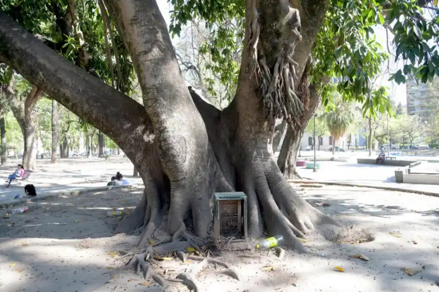  PLAZA URQUIZA. En el centro del paseo, una caja abierta con cables.
