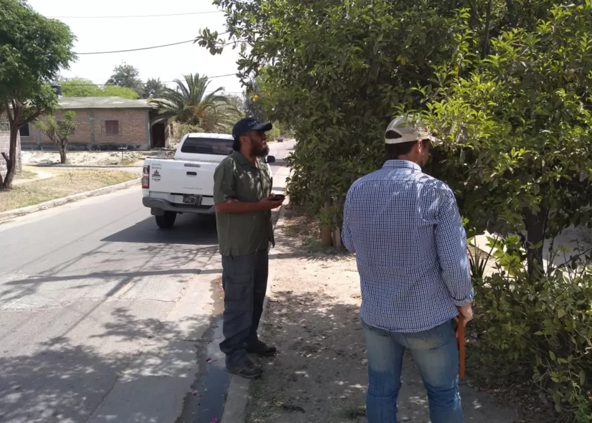 Realizan un monitoreo intensivo contra el HLB en La Banda
