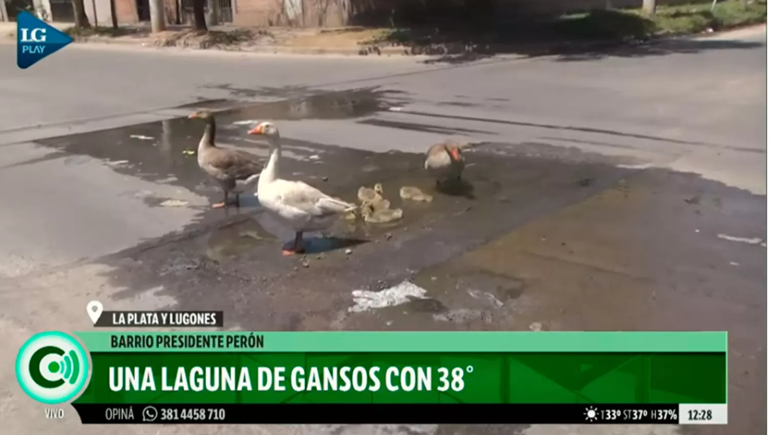 Los gansos armaron fiesta en una laguna que dejó la SAT en la calle