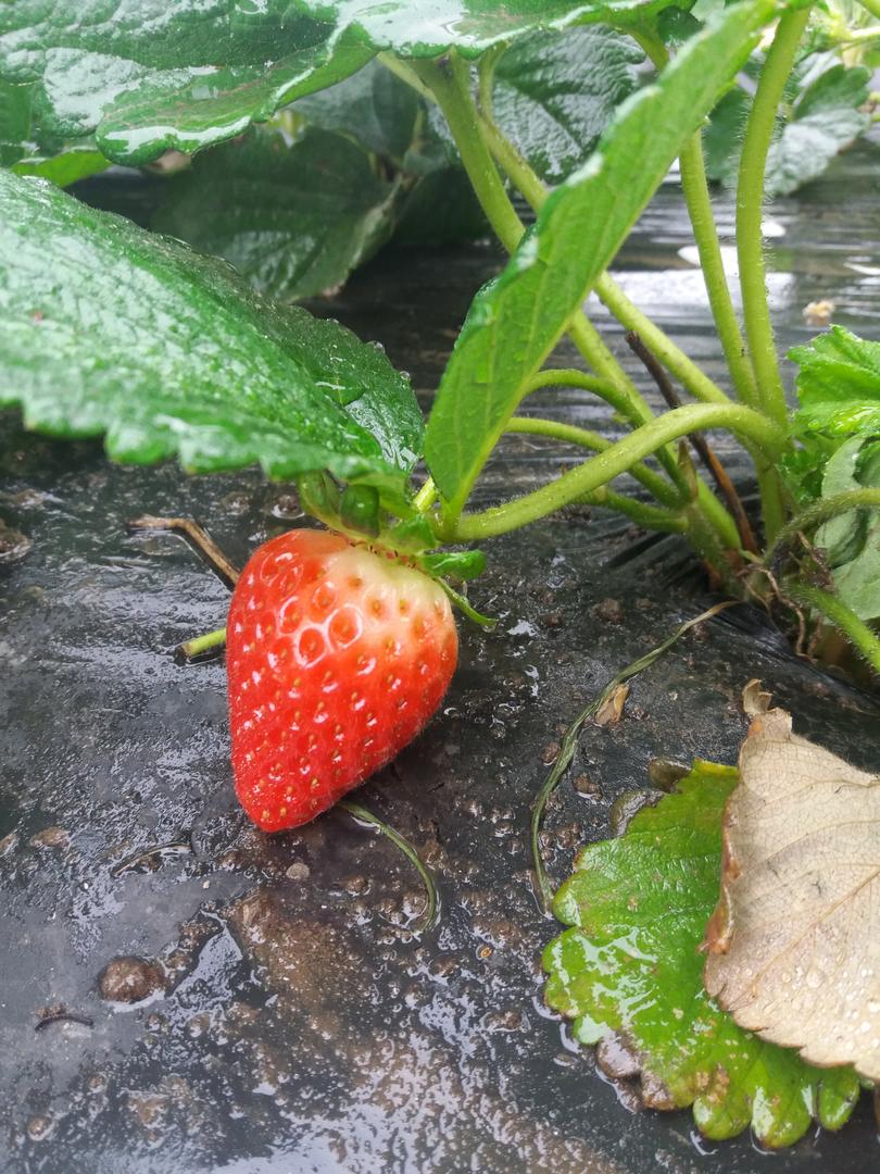 Los campos frutilleros de Tucumán sufrieron pérdida de frutas, en mayo, por “Botrytis”