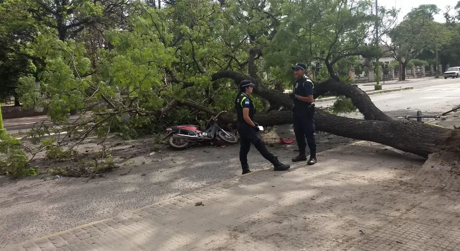 Un árbol cayó sobre un motociclista en la zona del parque 9 de Julio 