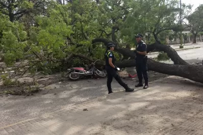 Un árbol cayó sobre un motociclista en la zona del parque 9 de Julio