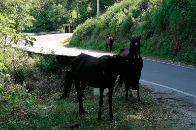 Advierten sobre la presencia de animales sueltos en la ruta que conduce a San Javier