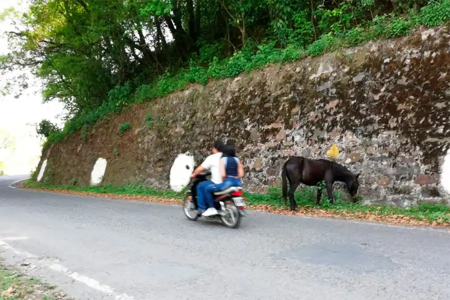 Advierten sobre la presencia de animales sueltos en la ruta que conduce a San Javier