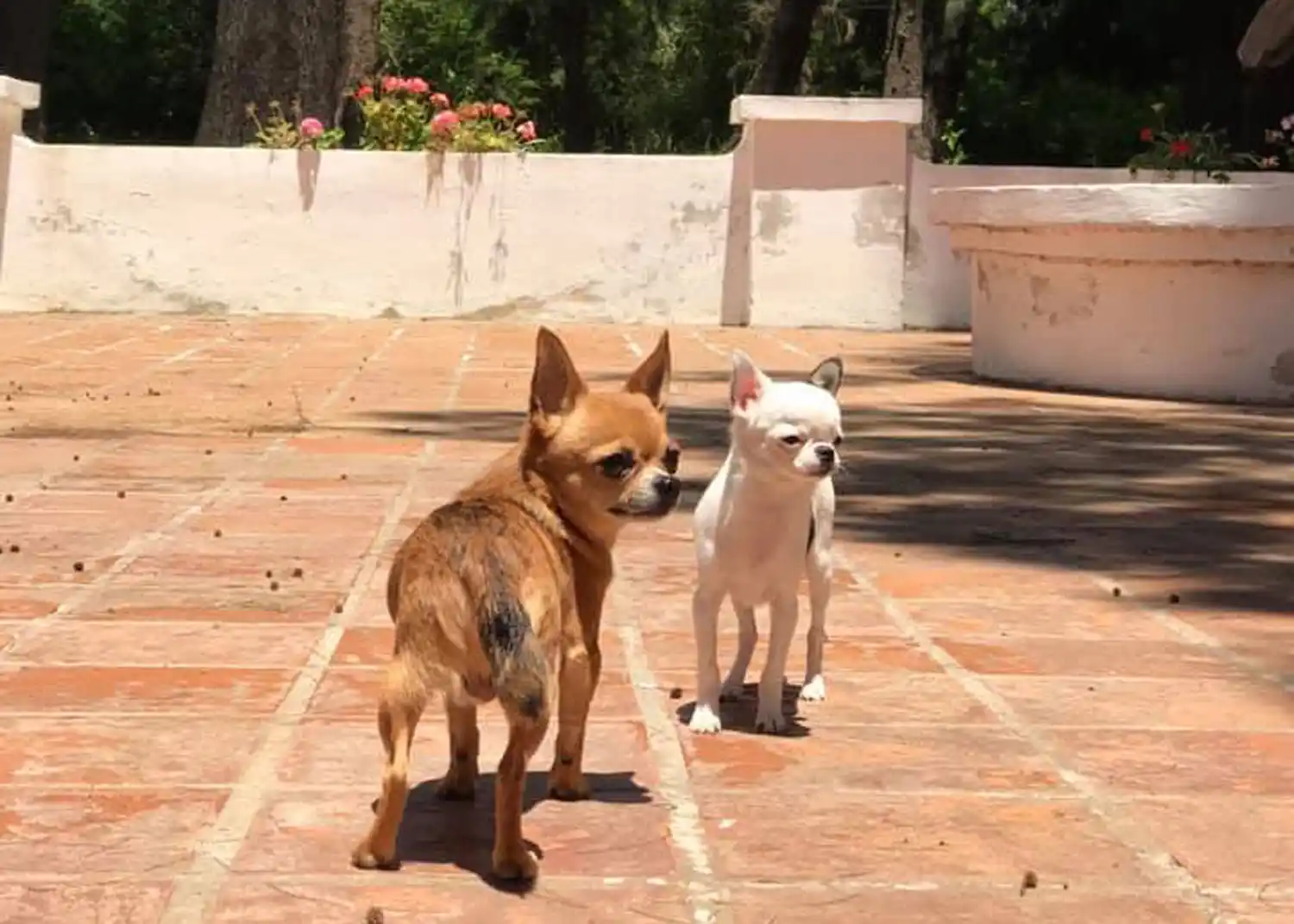 #ALaCucha: cómo evitar los golpes de calor en las mascotas