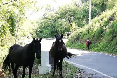 Los dueños de los caballos no temen perderlos