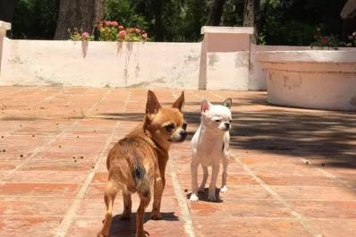 #ALaCucha: cómo evitar los golpes de calor en las mascotas