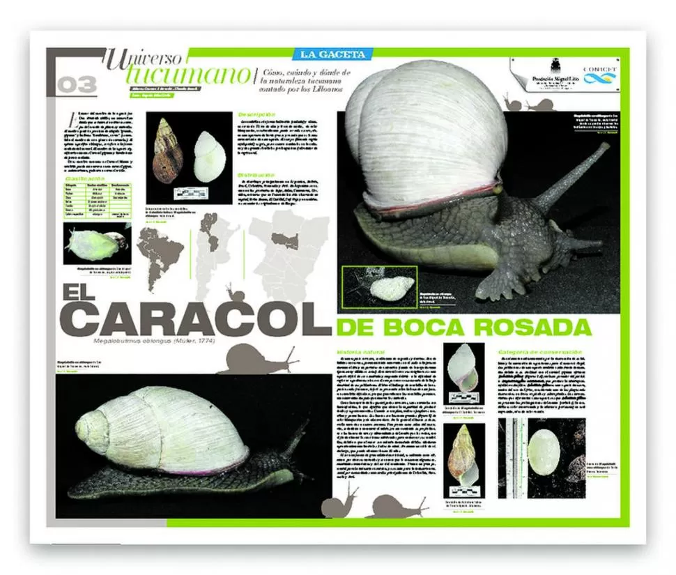 A TODO COLOR. Magníficas fotos e información sobre el Caracol de Boca Rosada presenta la fundación Miguel Lillo. 