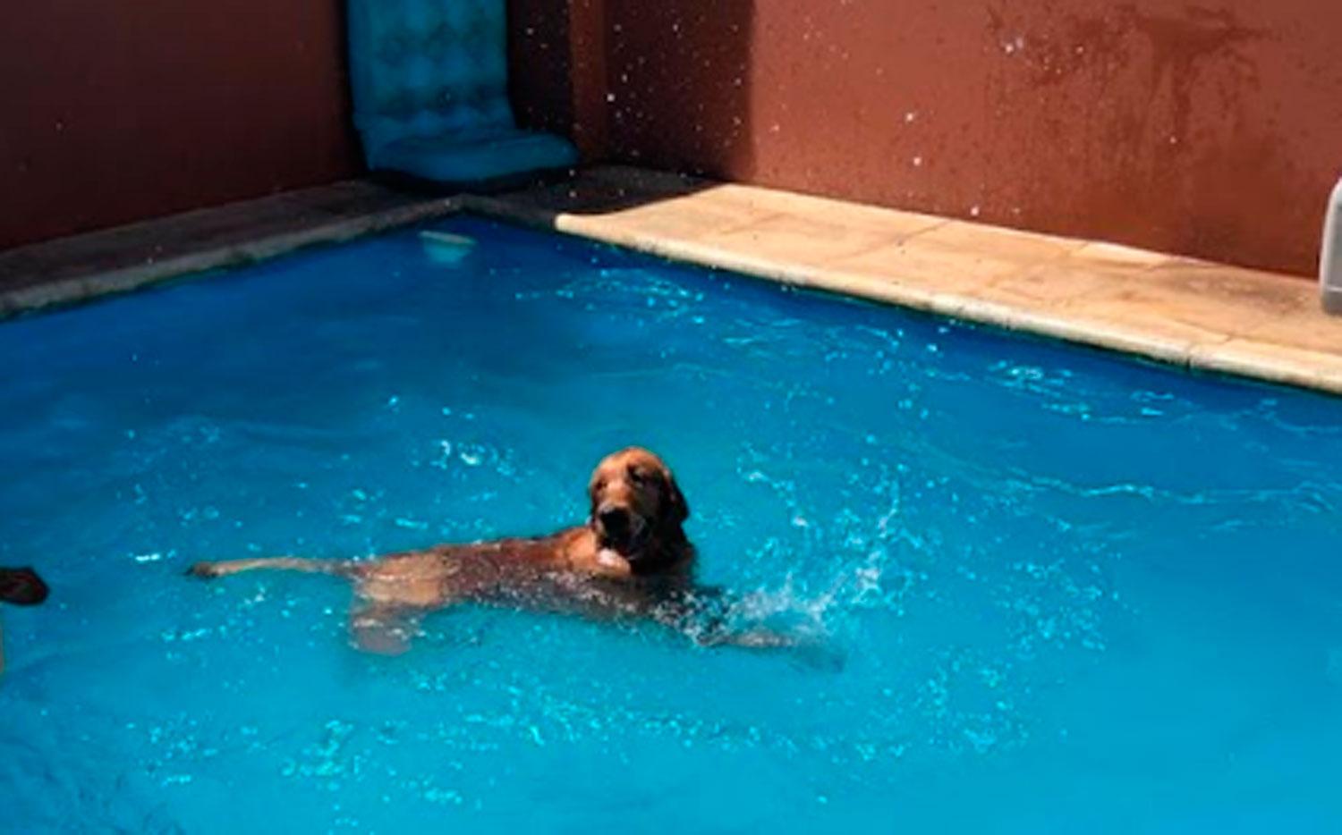 #ALaCucha: cómo evitar los golpes de calor en las mascotas