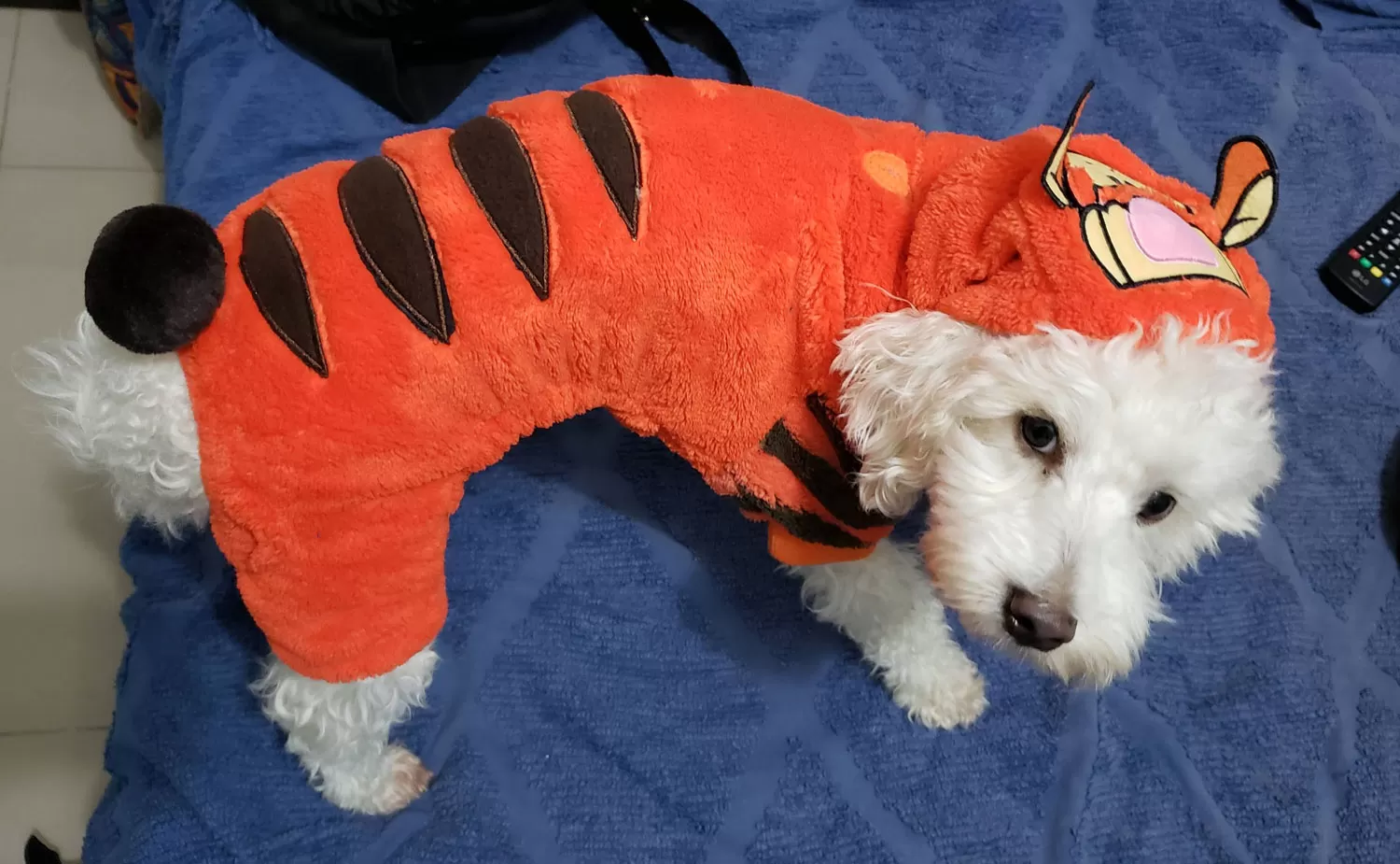 DISFRACES. Faltan dos días para Halloween y queremos encontrar a la mascota con el mejor disfraz.