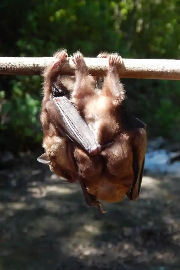 ABRAZO. Muestra de cariño entre dos individuos de Sturnira lilium, en la Reserva Provincial Aguas Chiquitas (Tucumán). Foto de Santiago Gamboa Alurralde.