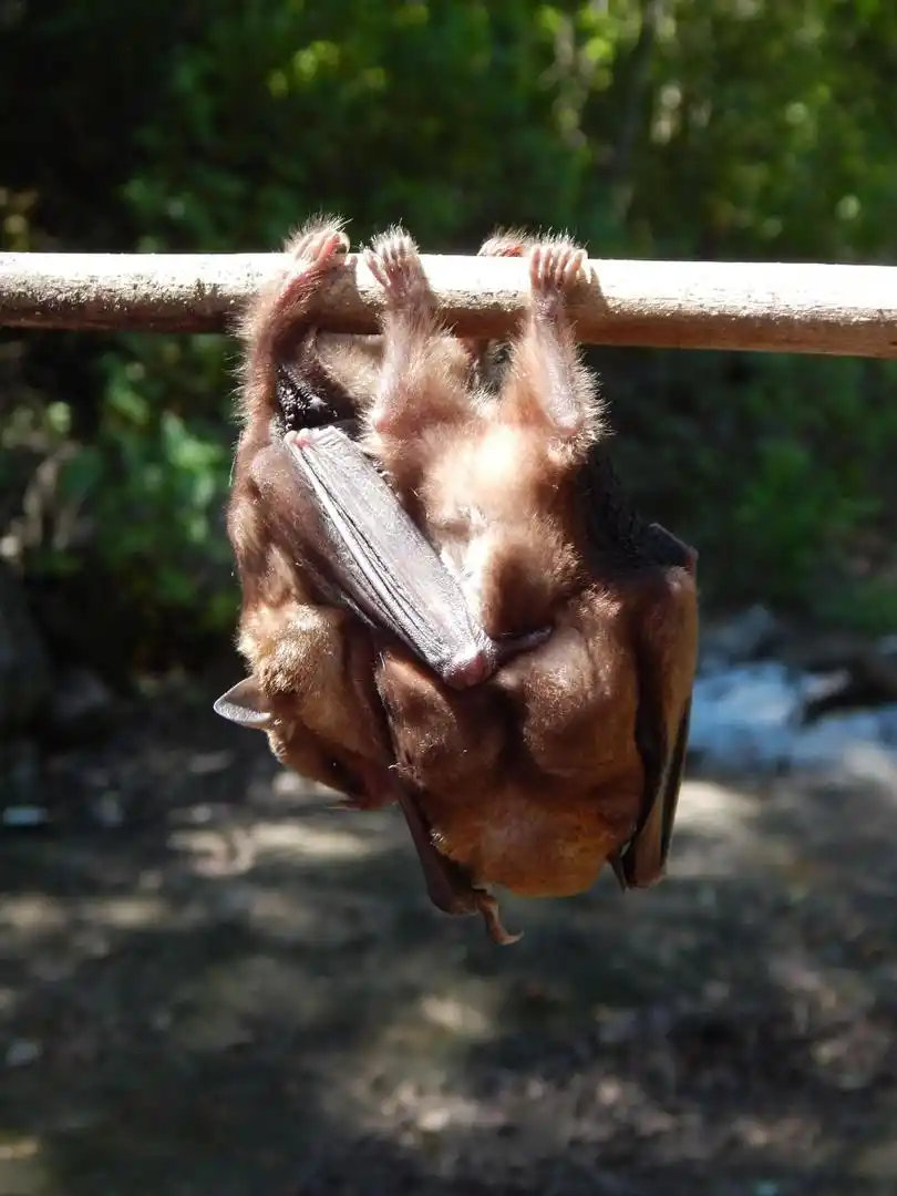 ABRAZO. Muestra de cariño entre dos individuos de Sturnira lilium, en la Reserva Provincial Aguas Chiquitas (Tucumán). Foto de Santiago Gamboa Alurralde.