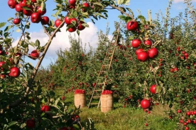 Manzanas y ciruelas, contra la hormiga cortadora